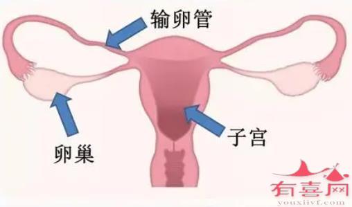 南京代生机构多少钱：完全切除子宫、卵巢和输卵管后能怀孕吗？