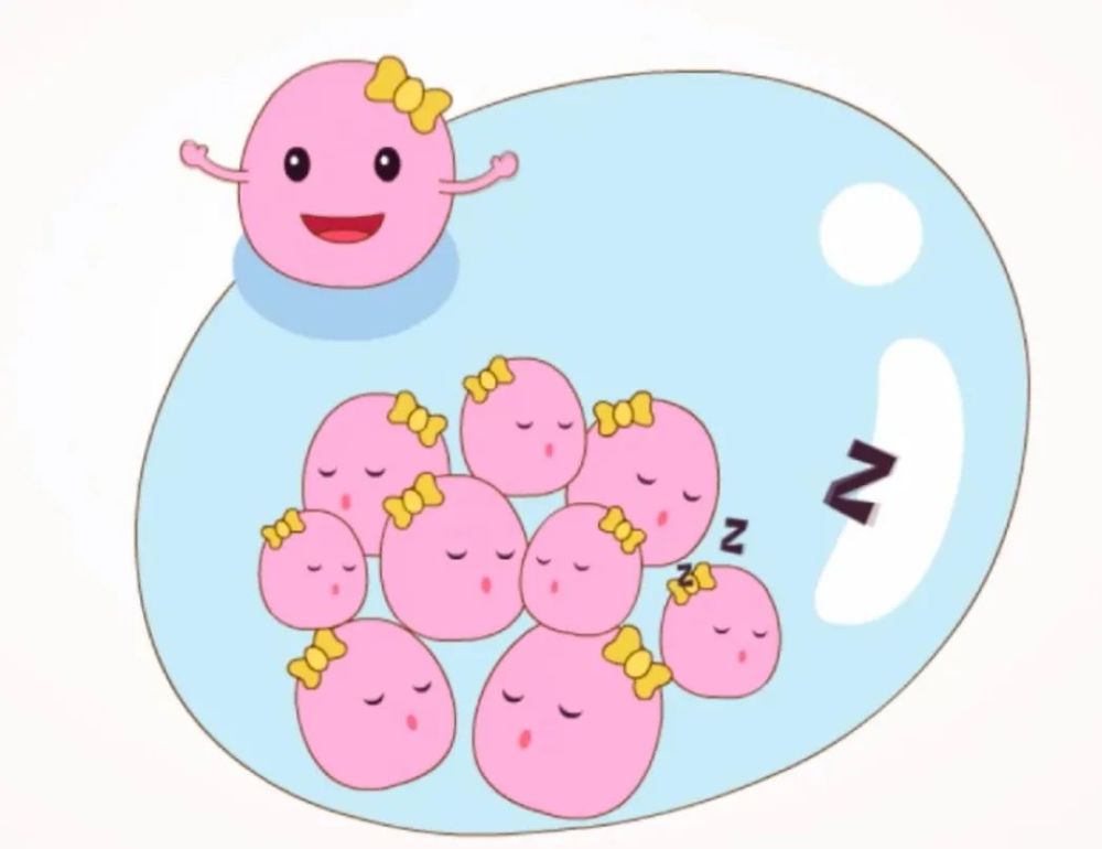 漳州供卵助孕中介：精子进入卵子后有三种反应，这些症状表明24小时后受孕成功。